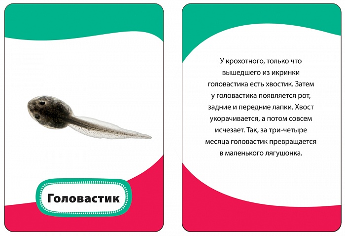 Умные карточки «Мамы и малыши»  